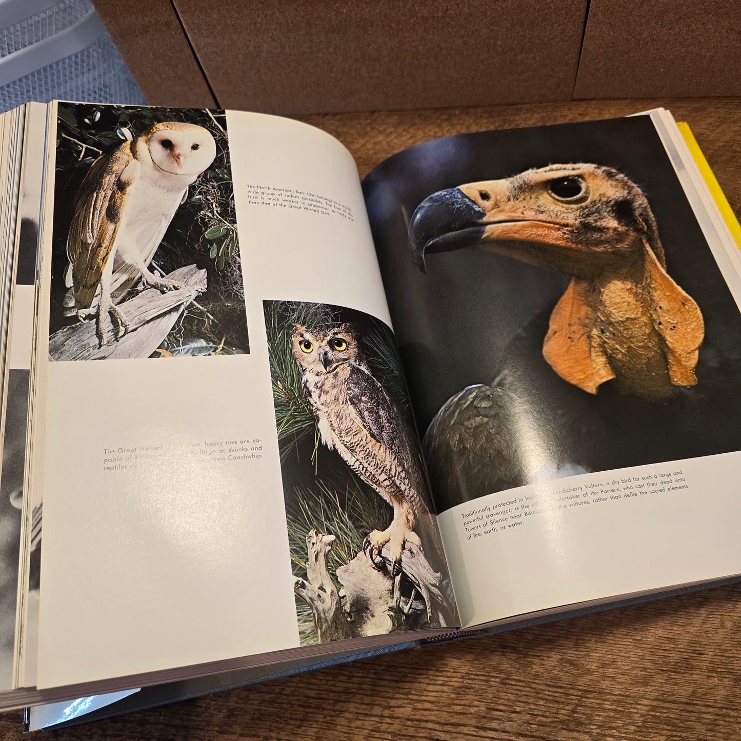 Birds of Prey of the World