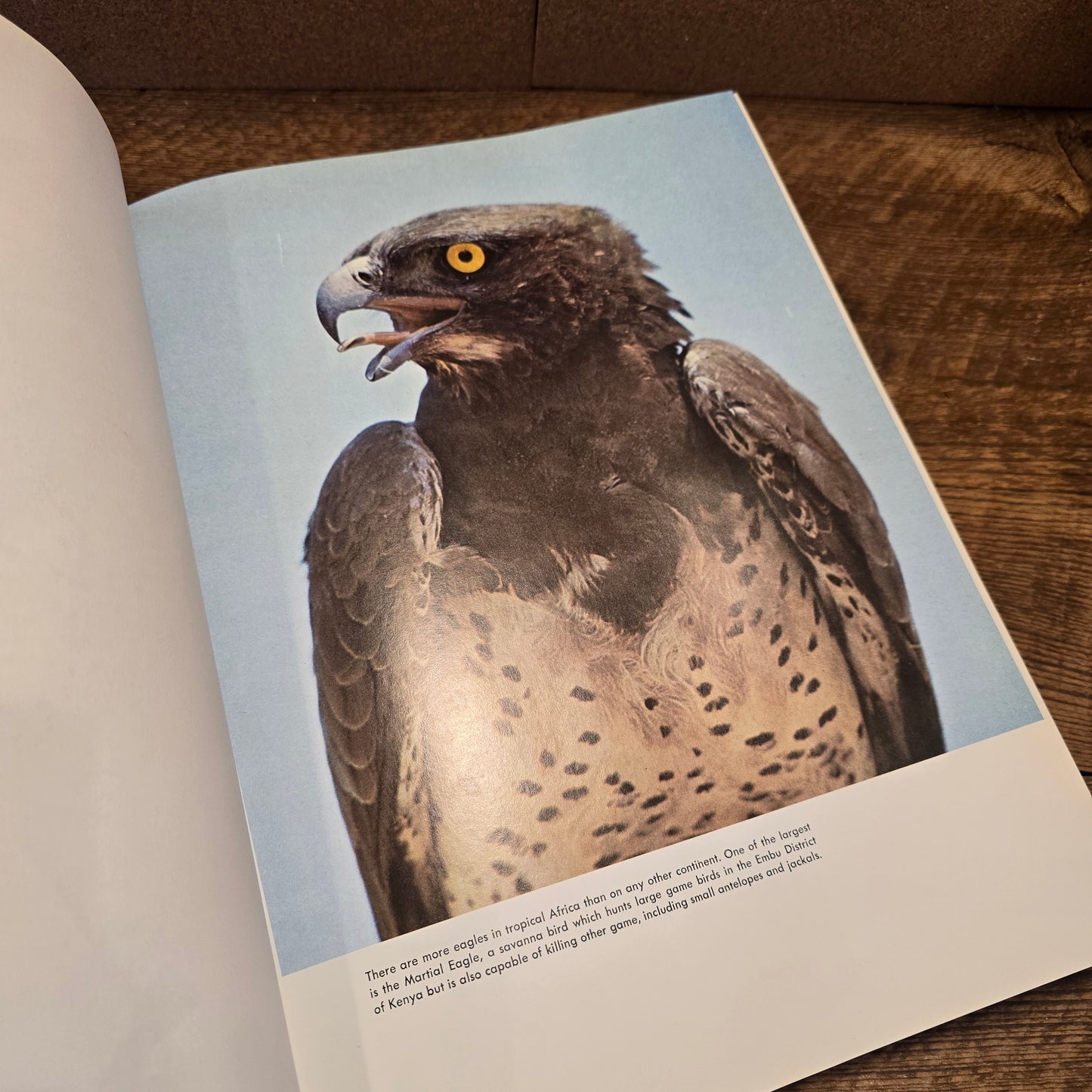 Birds of Prey of the World