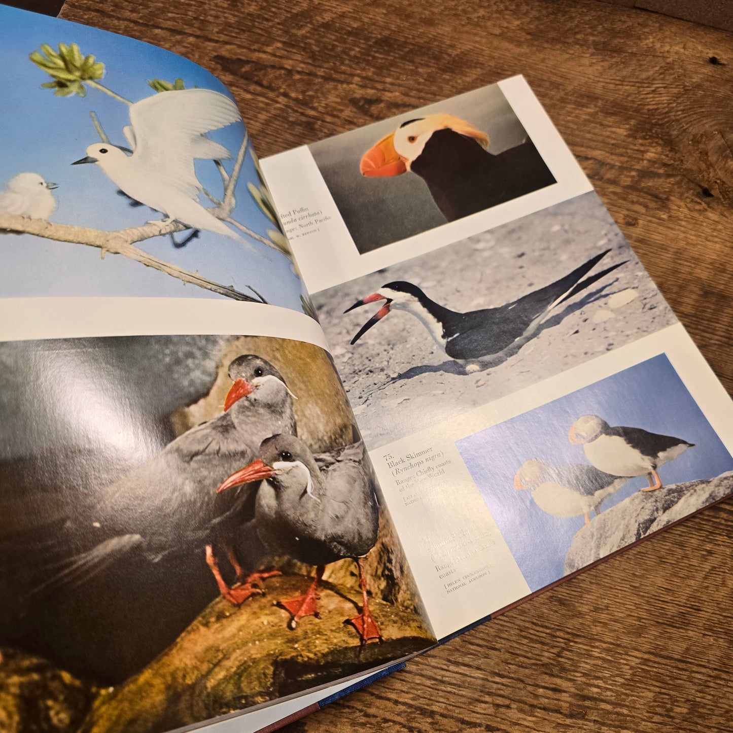 Living Birds of the World