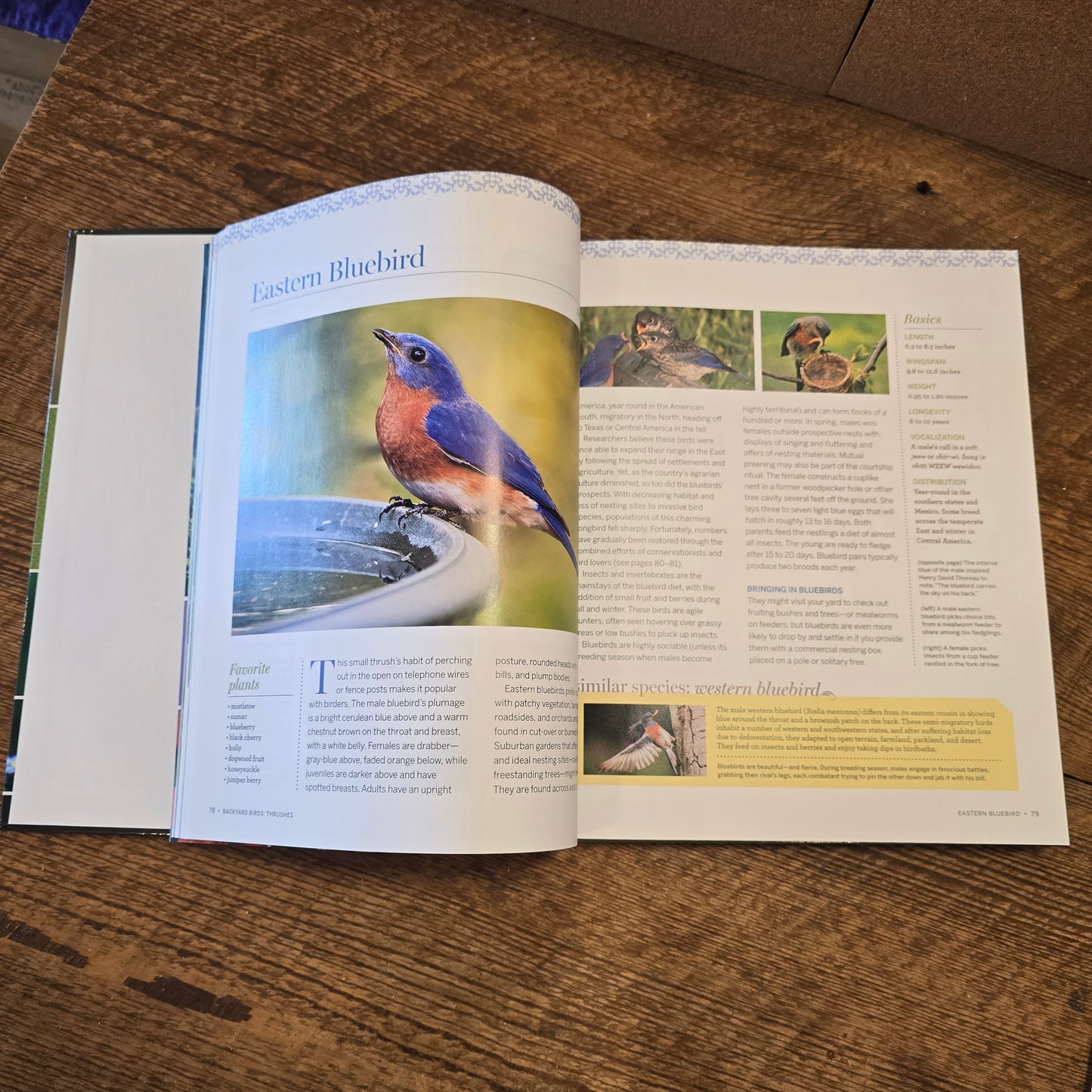 Birds, Bees & Butterflies