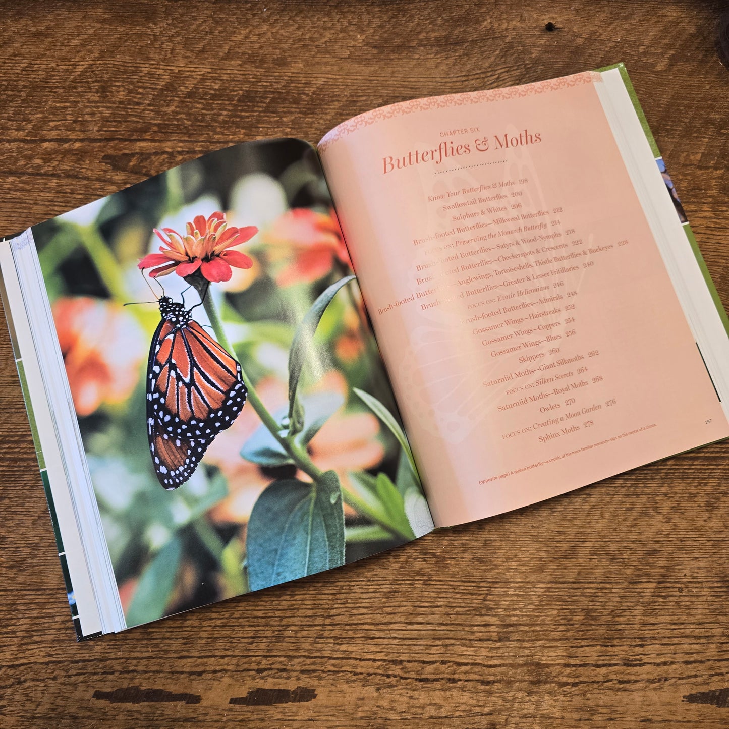 Birds, Bees & Butterflies